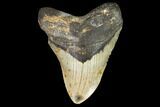 Fossil Megalodon Tooth - North Carolina #108954-1